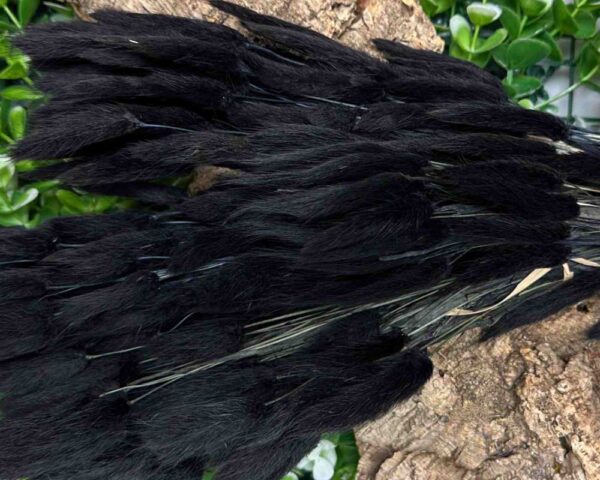 Lagurus ovatus nero
