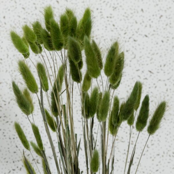 Lagurus ovatus verde