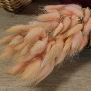 Bunny tail (Lagurus ovatus) blush peach