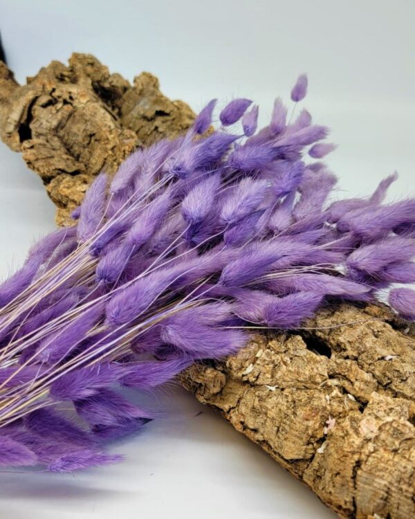 Lagurus ovatus viola - immagine 2