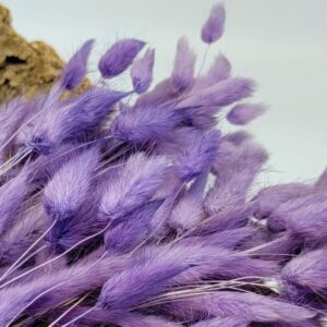 Lagurus ovatus viola