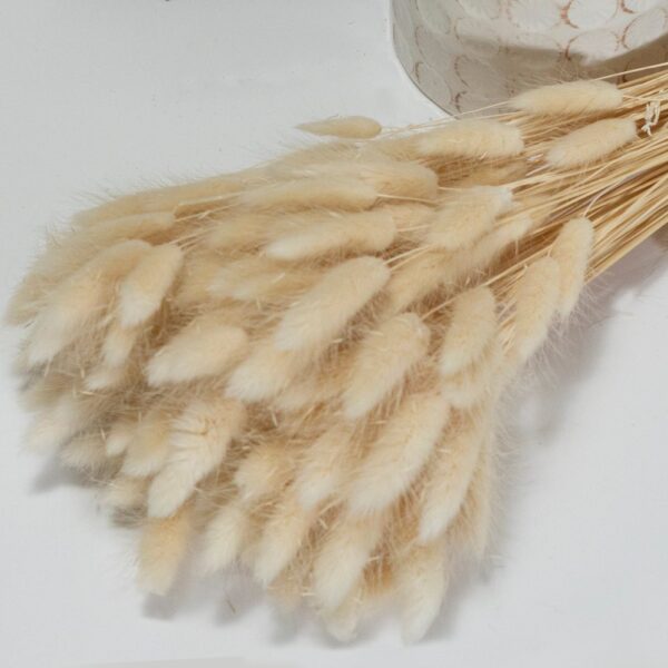 Lagurus ovatus bianco caldo - immagine 3