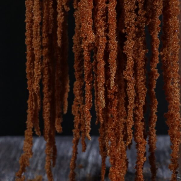 Amaranto caramello - immagine 3