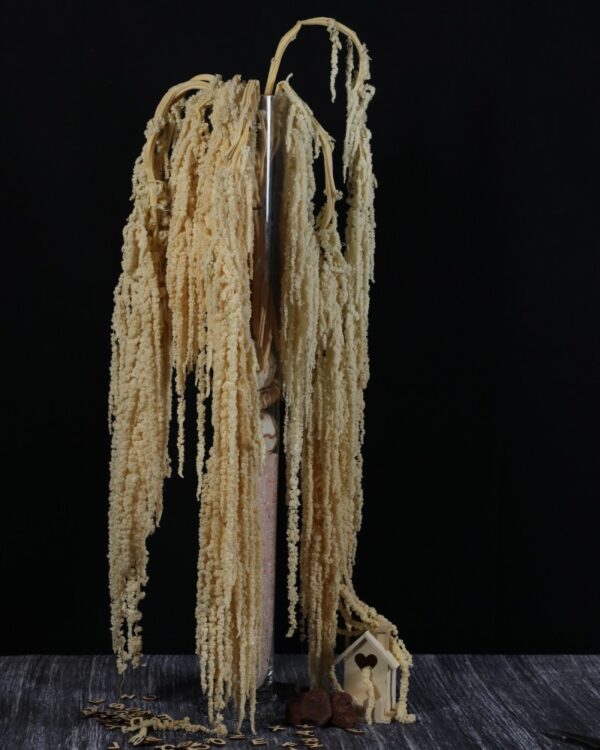Amaranto crema - immagine 3