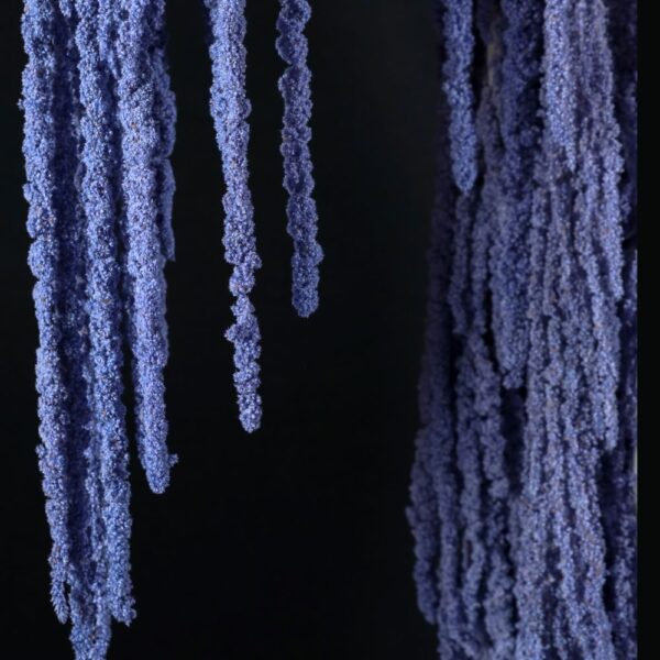 Amaranto viola - immagine 3