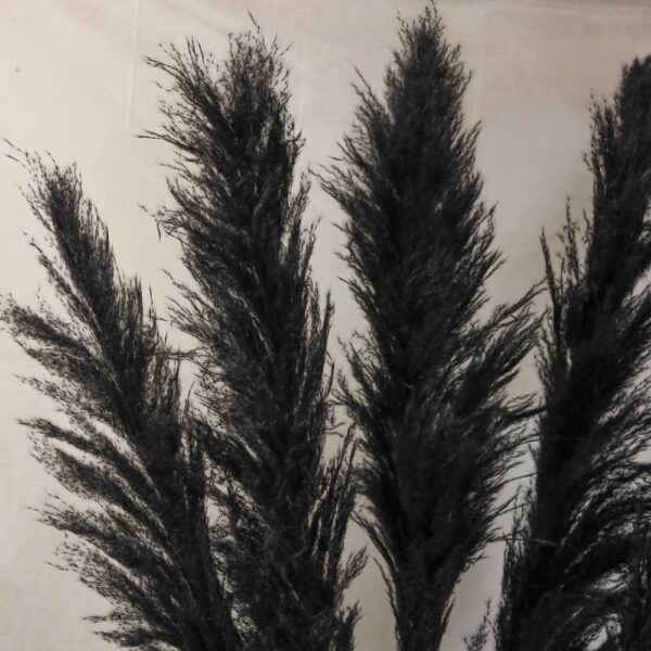 Pampas grande nera - immagine 2