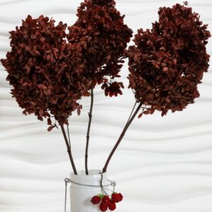 Hydrangea (Ortensia) bordeaux