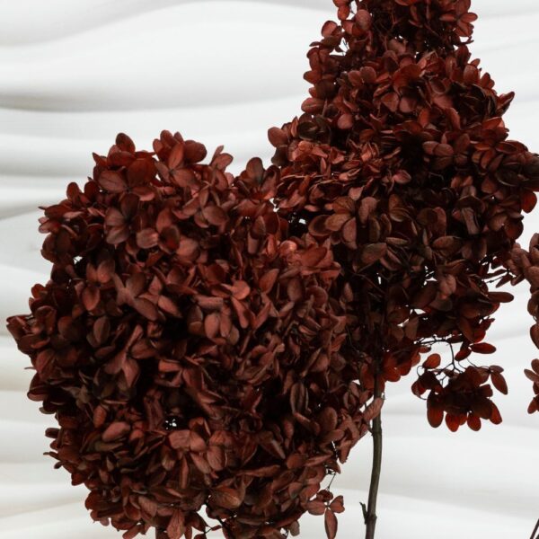 Hydrangea (Ortensia) bordeaux - immagine 2