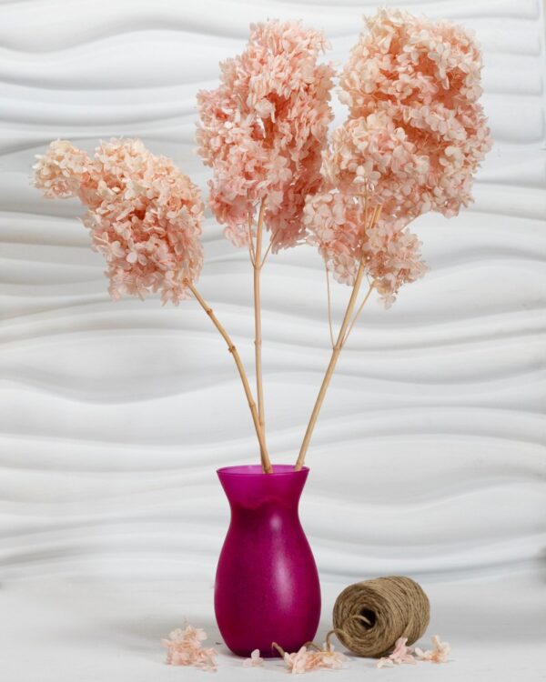 Hydrangea (Ortensia) rosa