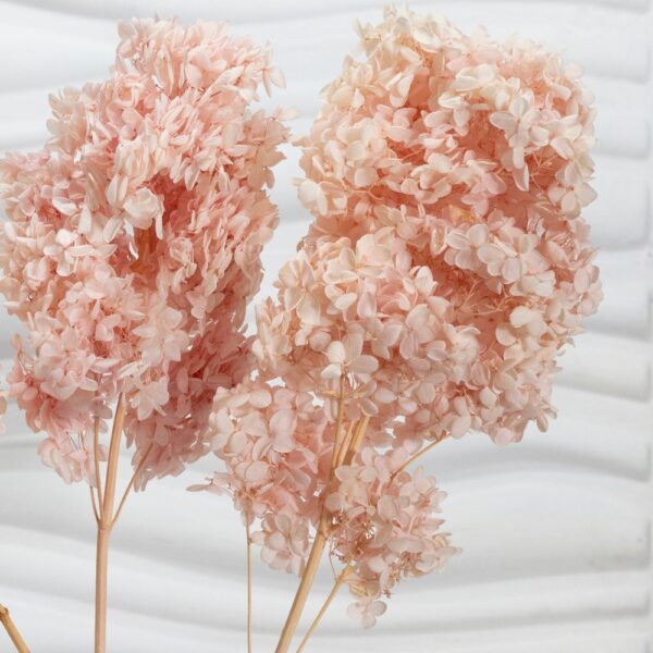 Hydrangea (Ortensia) rosa - immagine 2