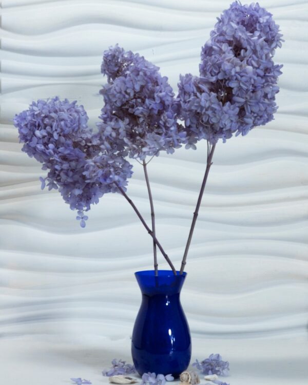 Hydrangea (Ortensia) viola - immagine 2