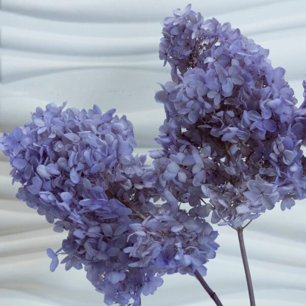 Hydrangea (Ortensia) viola