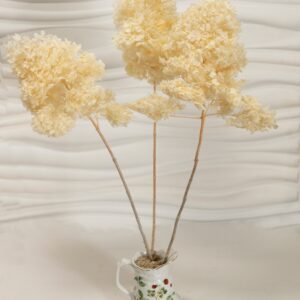 Hydrangea (Ortensia) bianco caldo