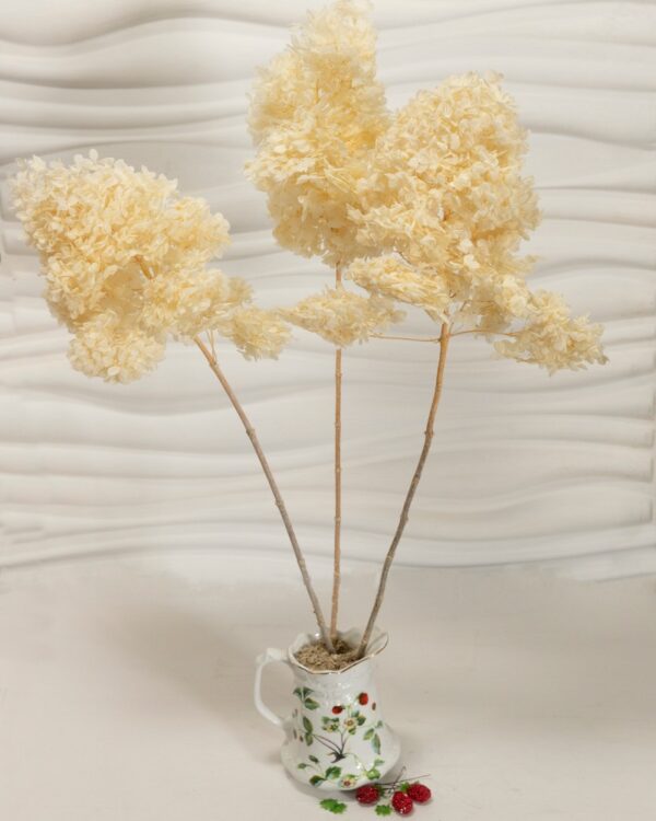 Hydrangea (Ortensia) bianco caldo