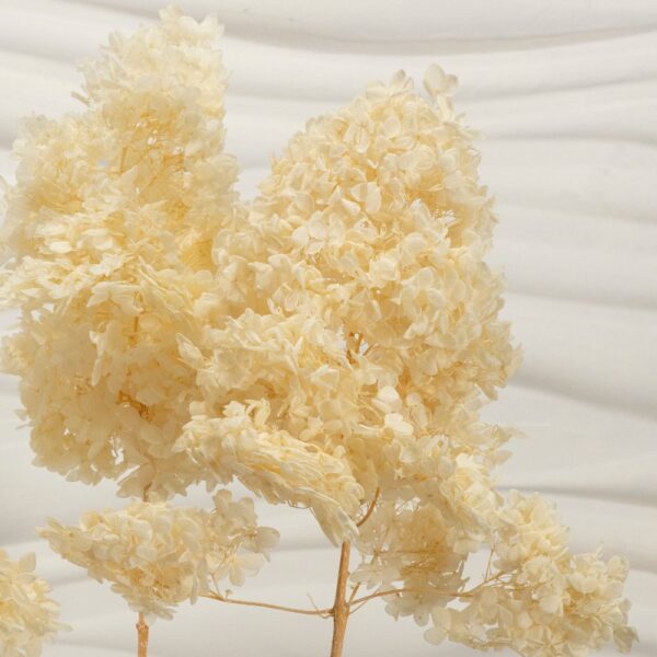 Hydrangea (Ortensia) bianco caldo - immagine 3