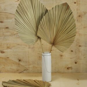 Palm spear large natural