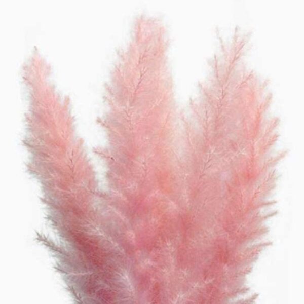 Pampas grande rosa - immagine 3