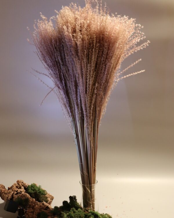 Reed marrone - immagine 2