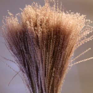 Reed marrone