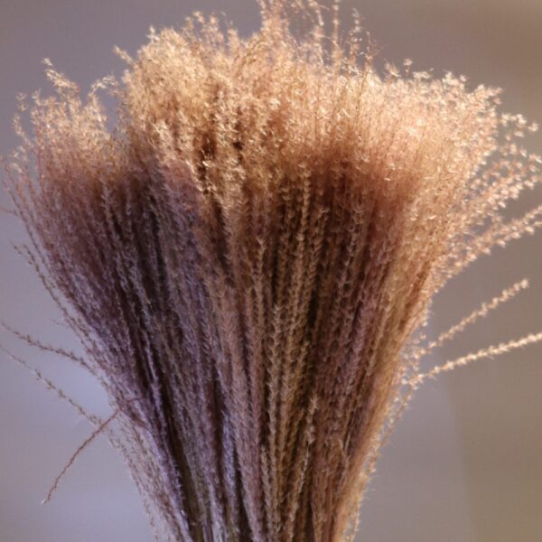 Reed marrone