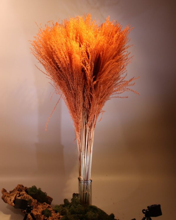 Reed arancione - immagine 2