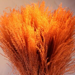 Reed arancione