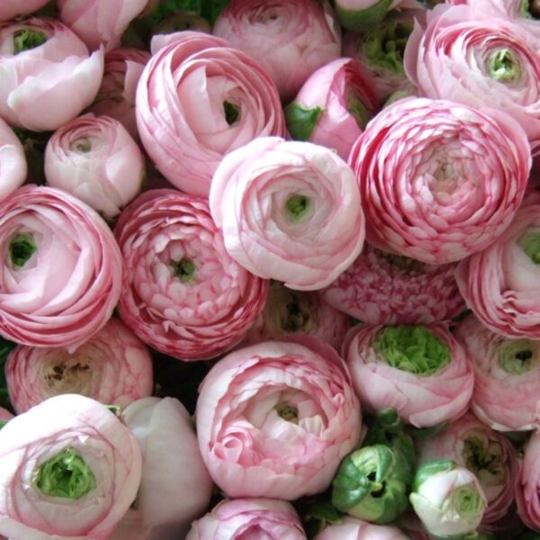 Ranunculus pink