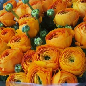 Ranunculus yellow