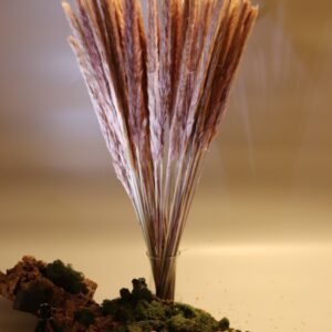 Pampas piccola naturale