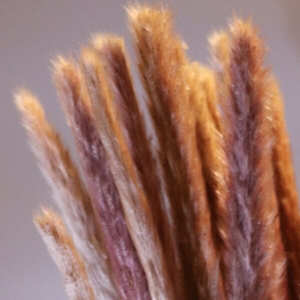 Pampas piccola naturale - immagine 2