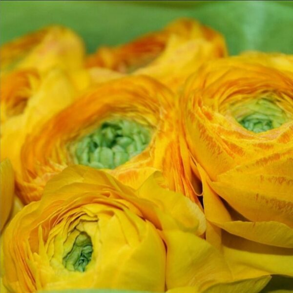 Ranuncolo giallo - immagine 2