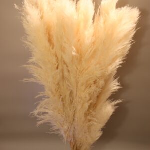 Pampas grande bianca