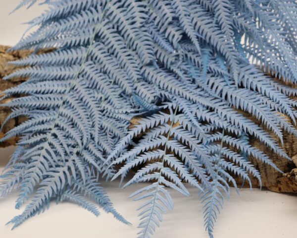 Felce alpina blu chiaro - immagine 2