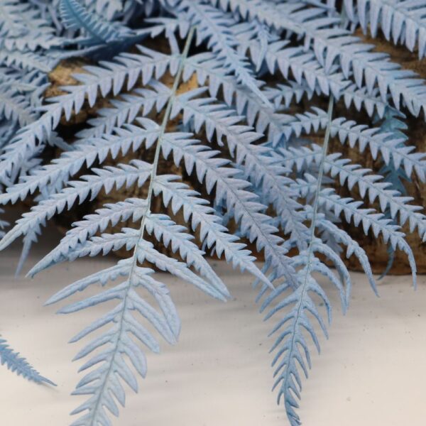 Felce alpina blu chiaro