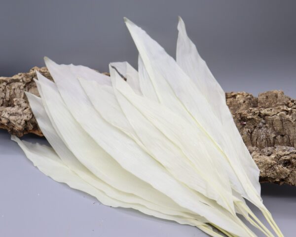 Aspidistra bianca - immagine 2