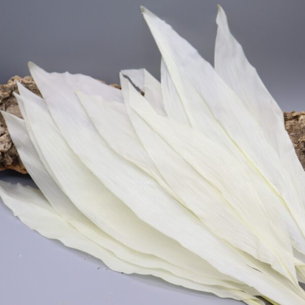 Aspidistra bianca