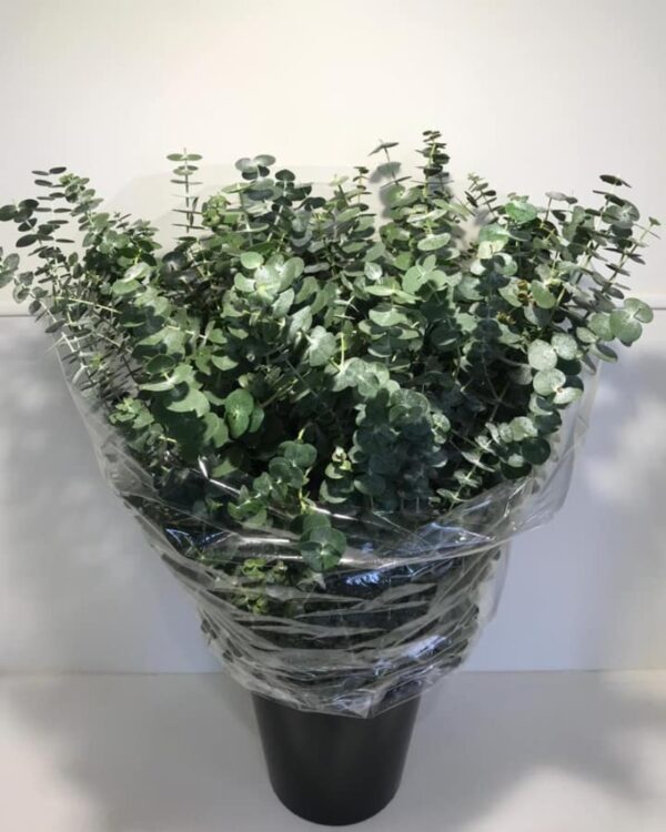 Eucalyptus baby blue - immagine 2