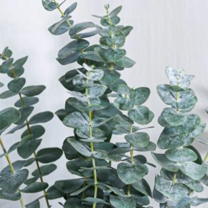 Eucalyptus baby blue