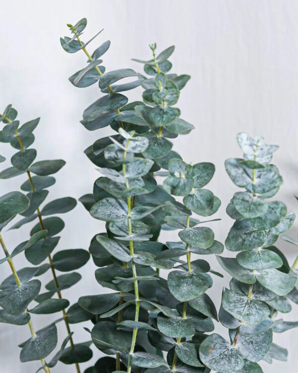Eucalyptus baby blue