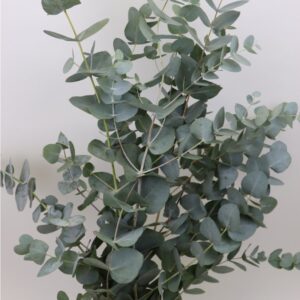 Eucalyptus cinerea