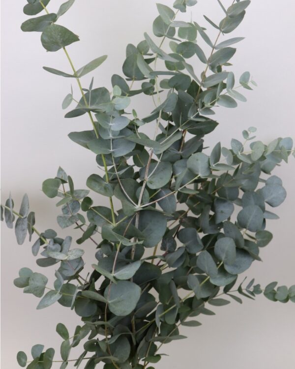 Eucalyptus cinerea