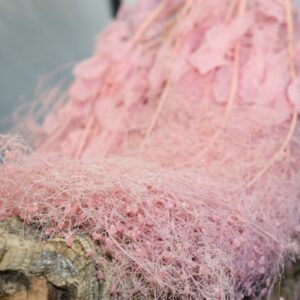 Cotinus Coggygria rosa chiaro