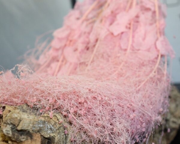 Cotinus Coggygria rosa chiaro