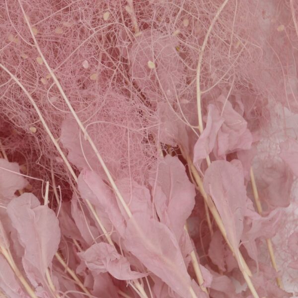 Cotinus Coggygria rosa chiaro - immagine 3