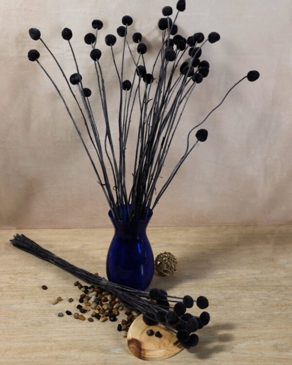 Craspedia nera - immagine 2