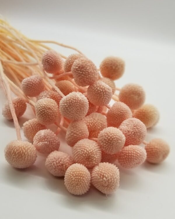 Craspedia rosa - immagine 2