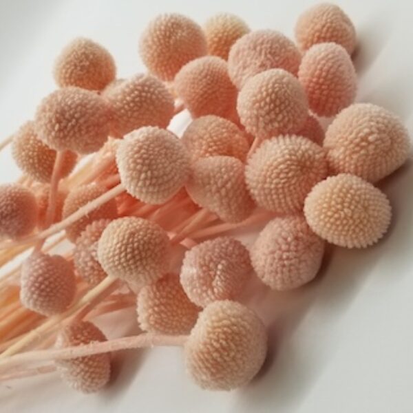 Craspedia rosa