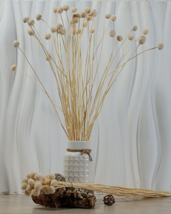 Craspedia bianca - immagine 2