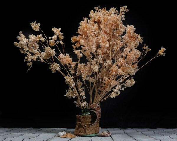 Dodonea viscosa rosa chiaro - immagine 2