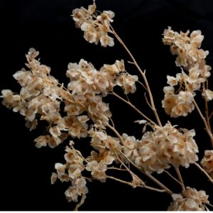 Dodonea viscosa rosa chiaro